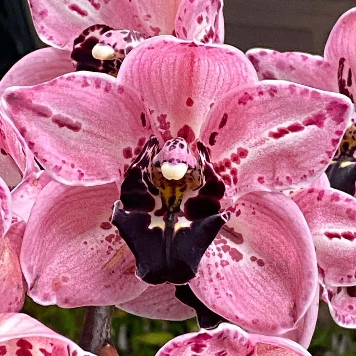Cymbidium Rocky Road 'Gotcha'