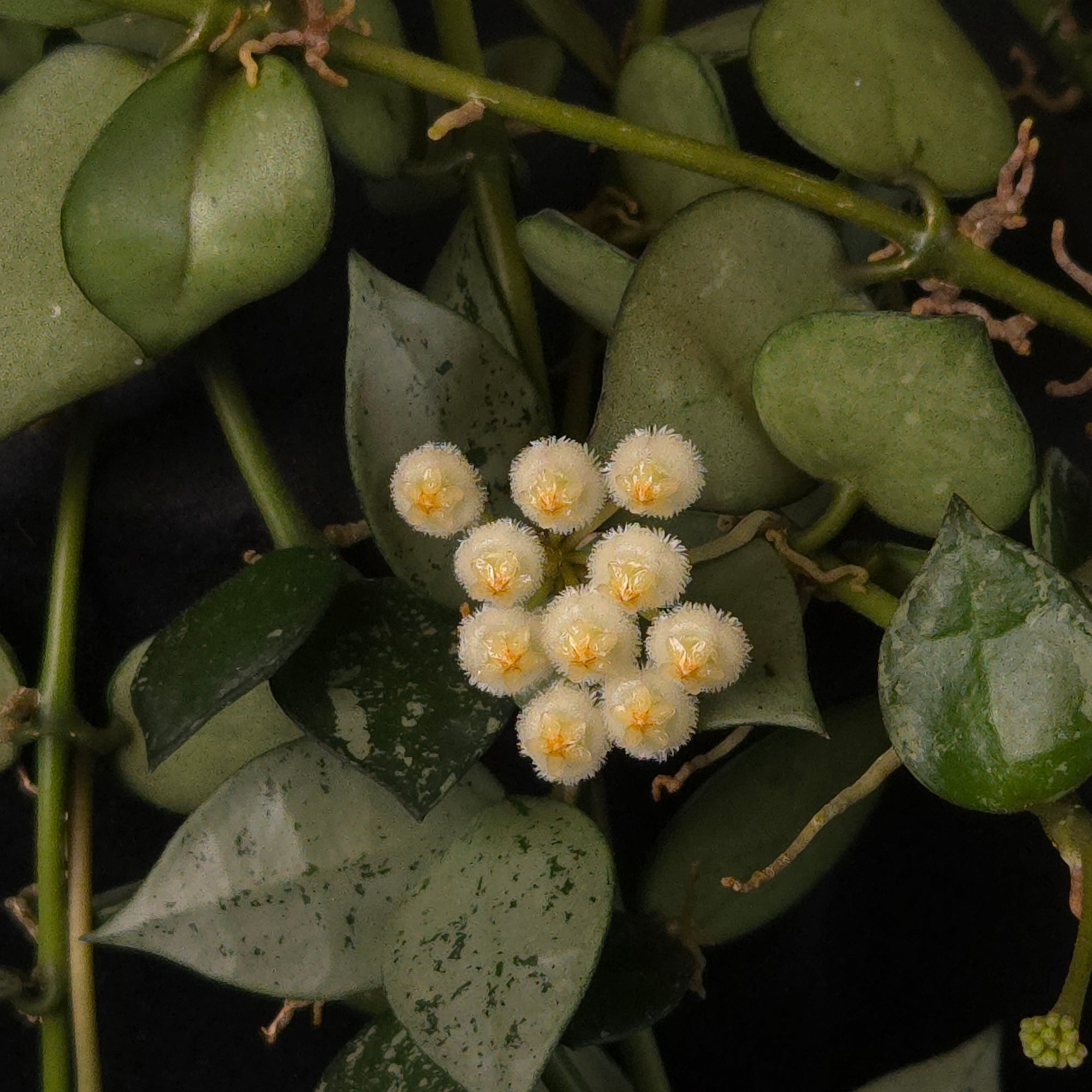 Hoya krohniana ‘Super Silver’ & ‘Eskimo’ - H218/H155 - Mature Mixed Specimen