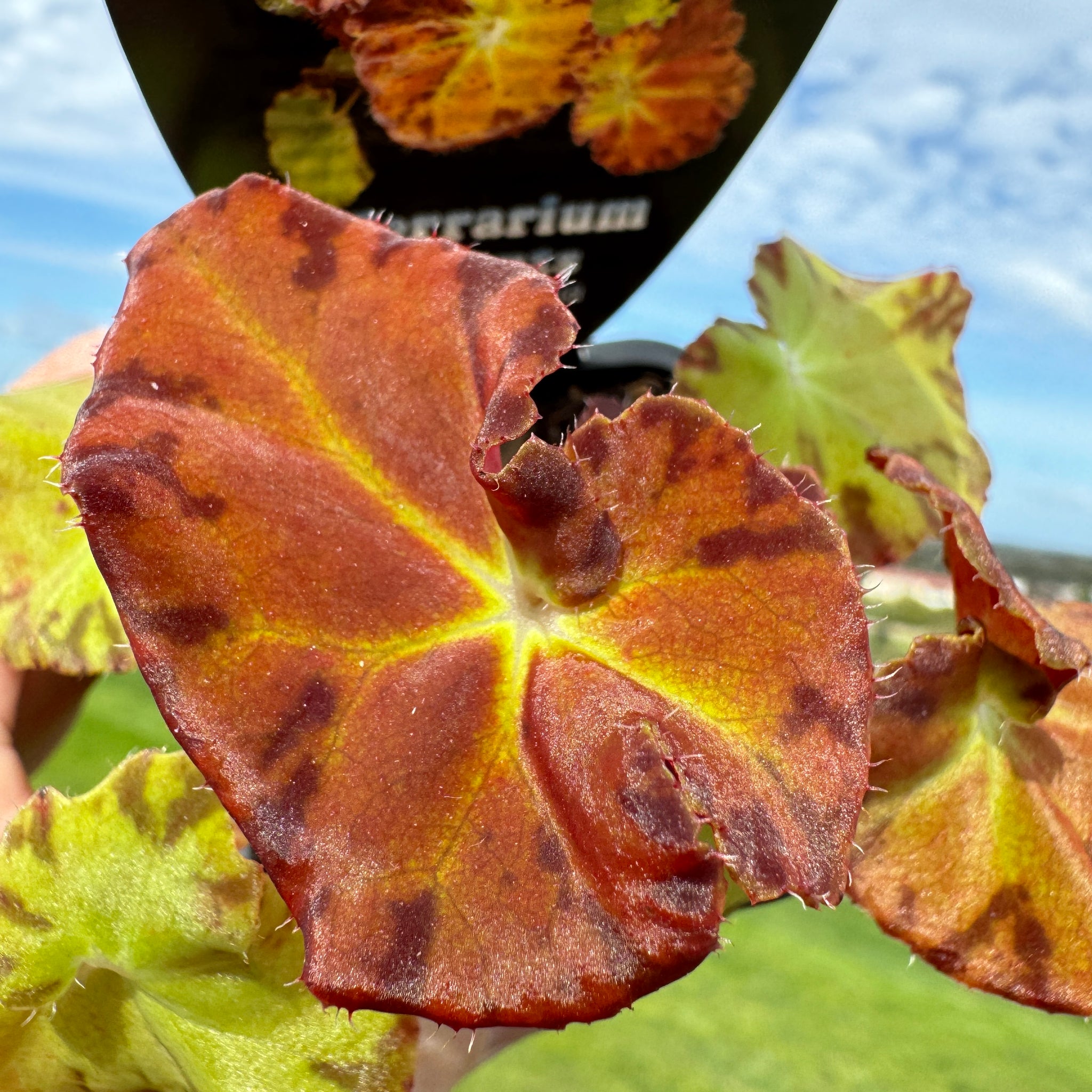 Begonia 'Sunset Blaze'