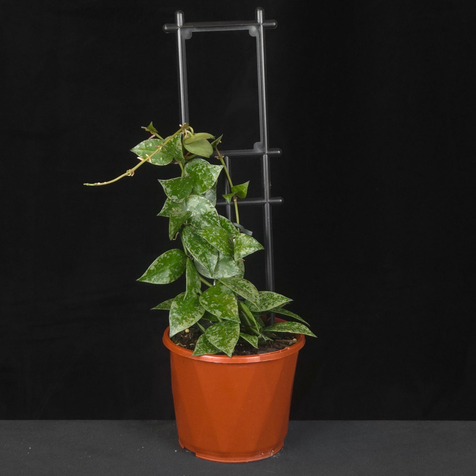 Potted Hoya krohniana ‘Eskimo’ climbing a black trellis.