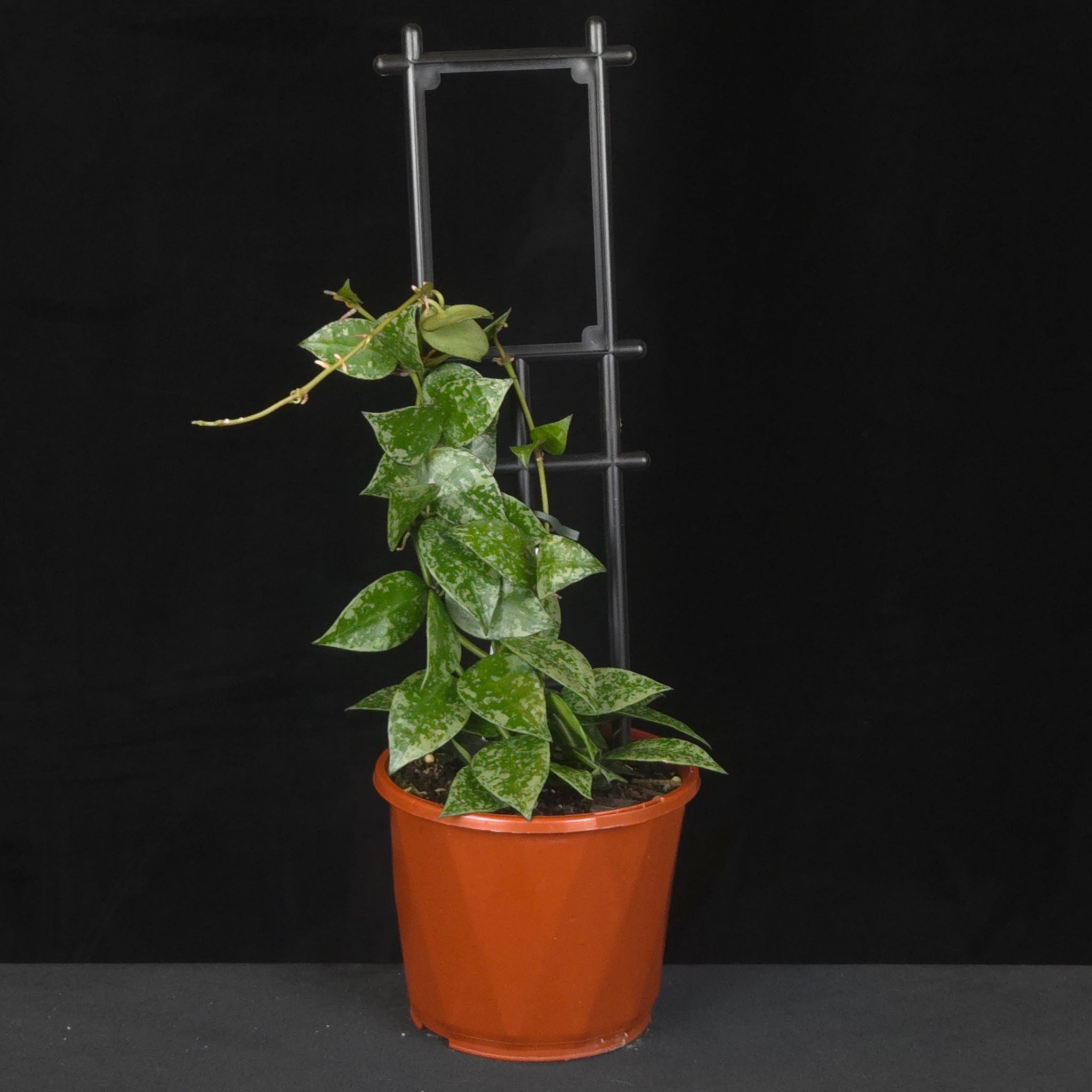 Potted Hoya krohniana ‘Eskimo’ climbing a black trellis.