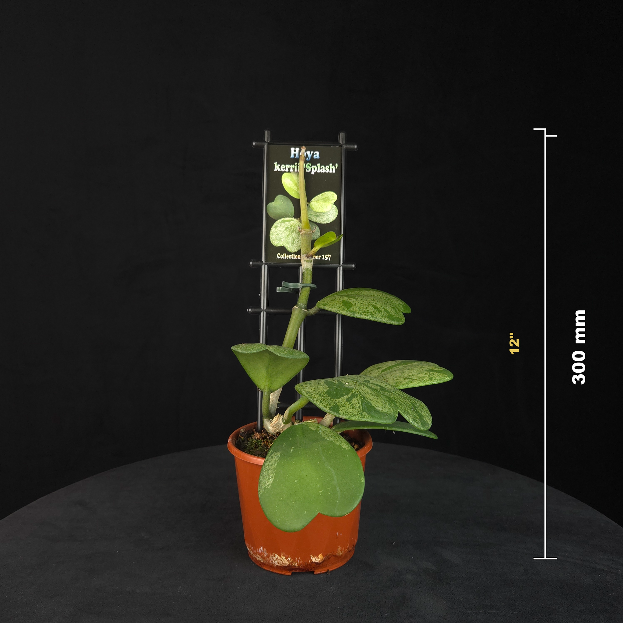 Hoya kerrii ‘Splash’ – H157
