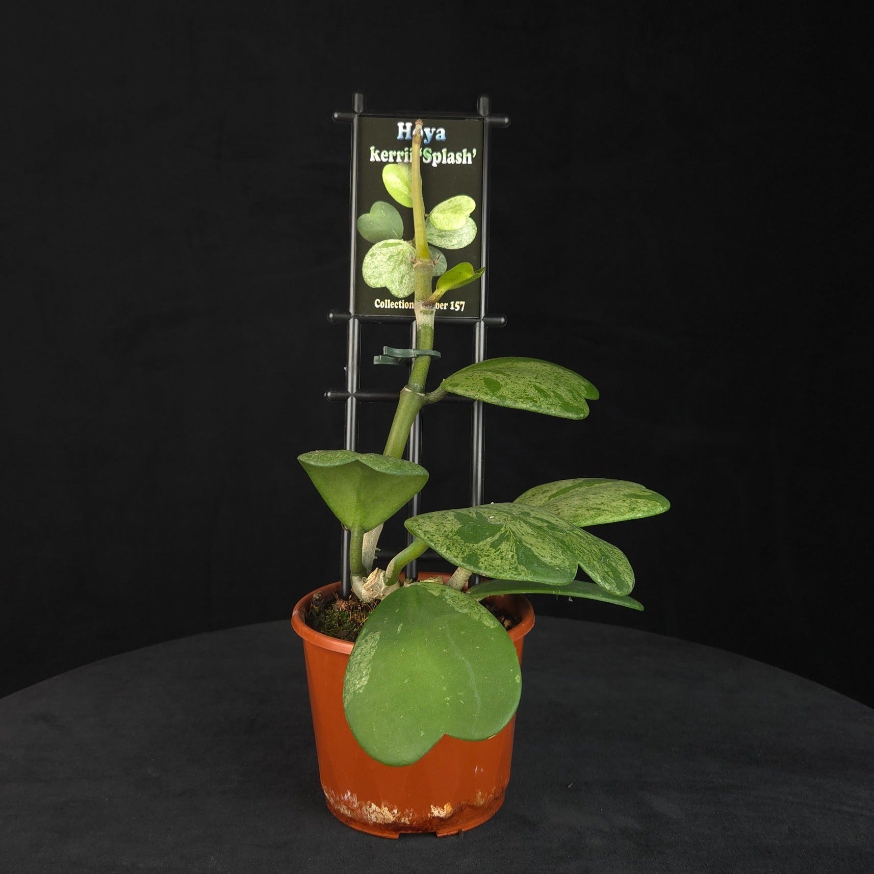 Hoya kerrii ‘Splash’ – H157
