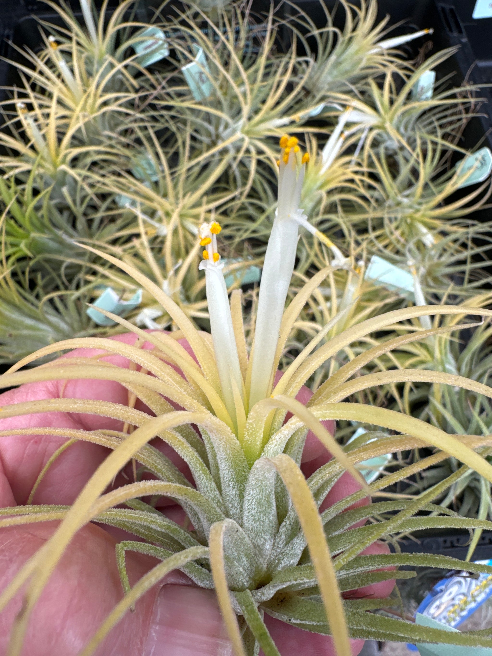 Tillandsia ionantha 'Druid' Albino Form