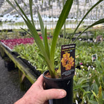 Cymbidium (Sleepy Sarah × Valley Splash) 'Golden Girl'