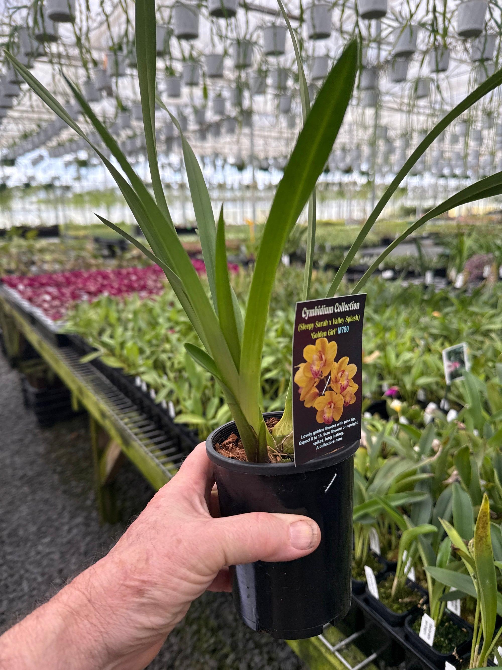Cymbidium (Sleepy Sarah × Valley Splash) 'Golden Girl'