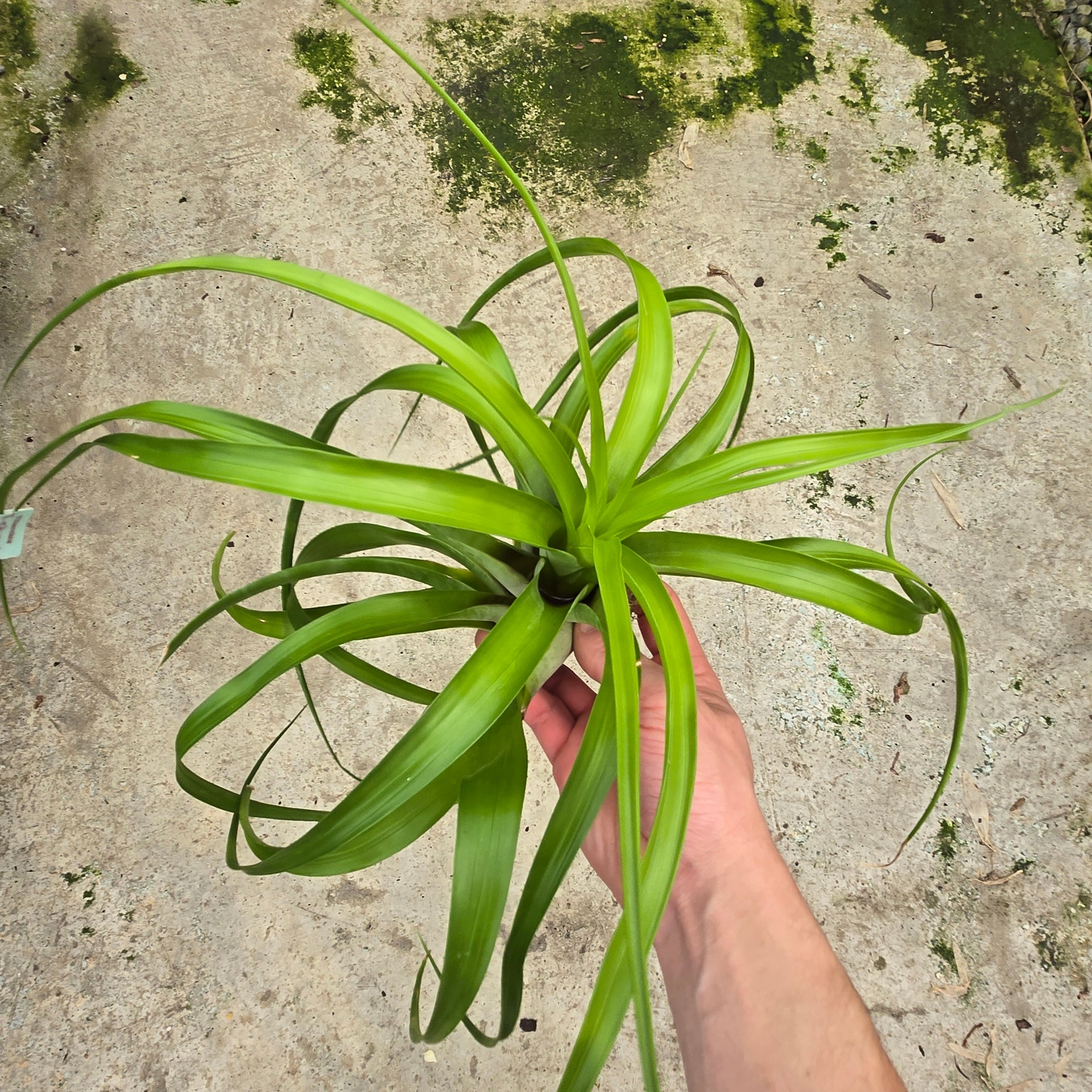 Tillandsia elongata