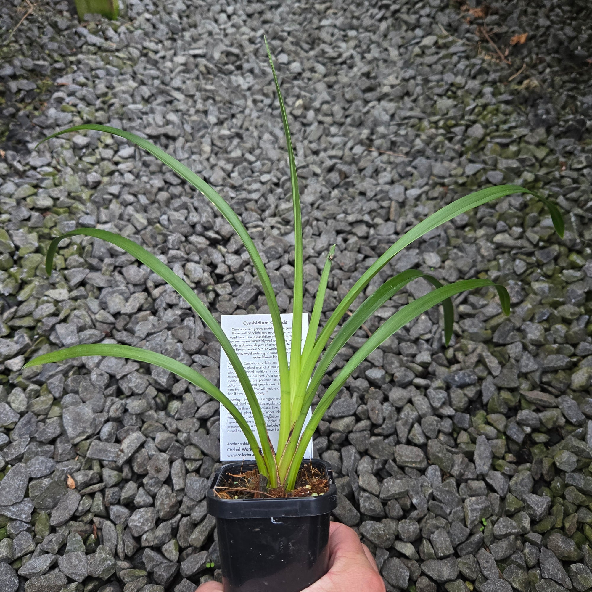 Cymbidium 'Red Globe'