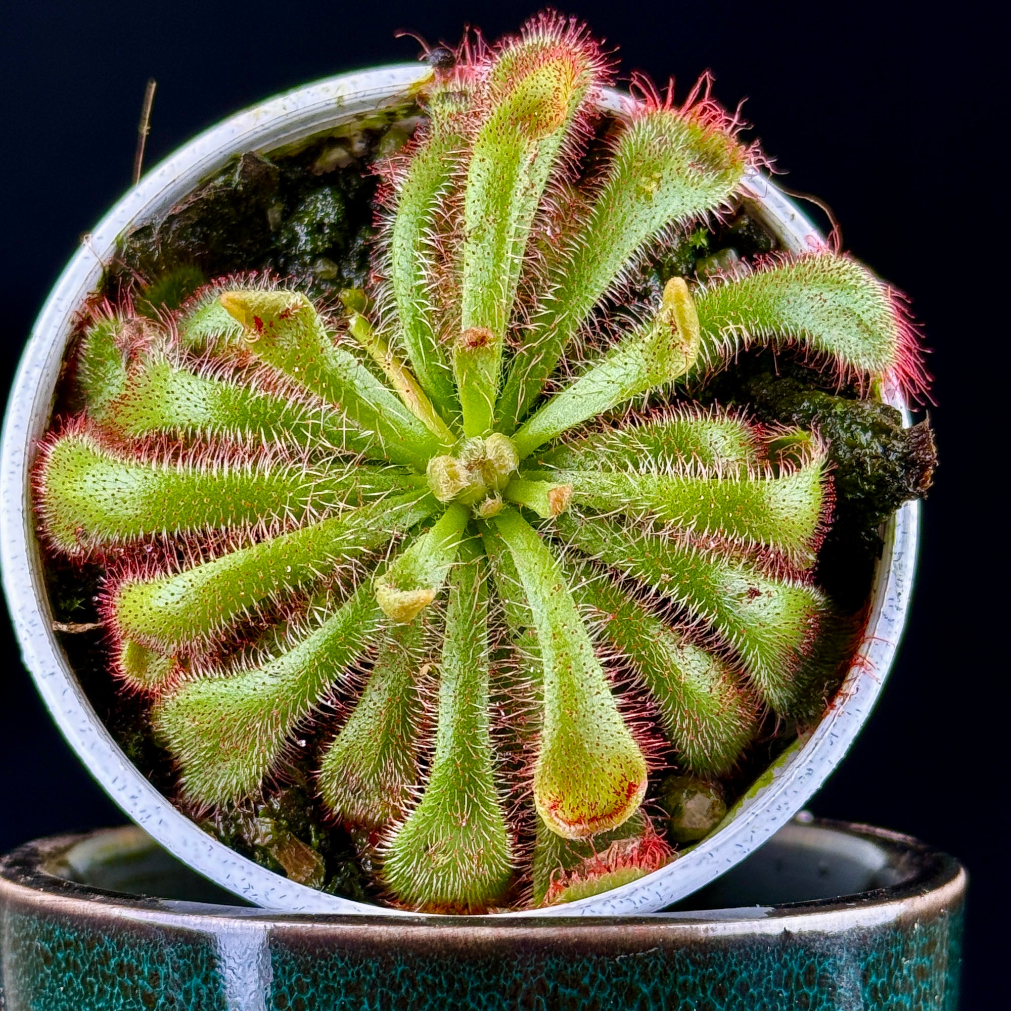 Drosera aliciae