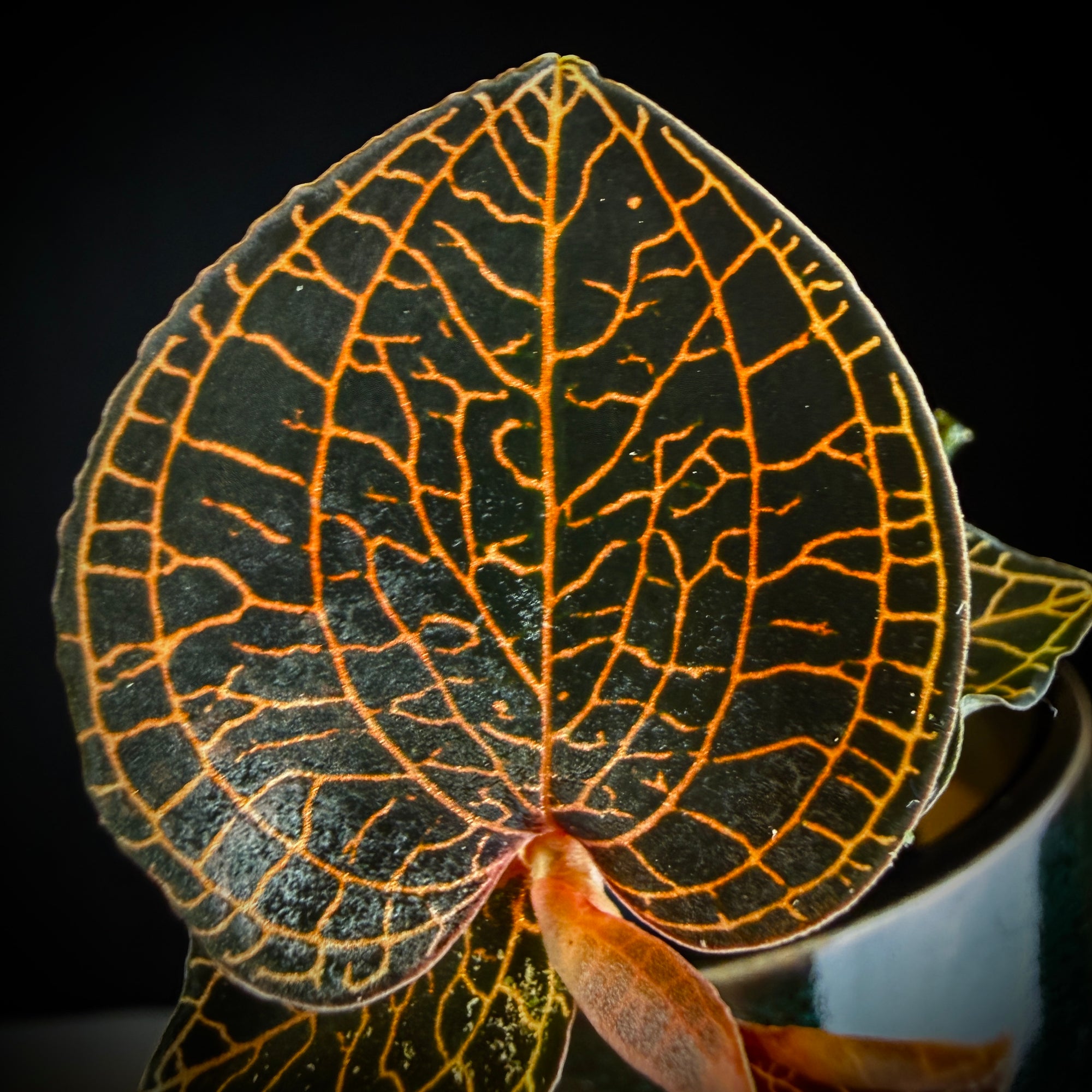 Anoectochilus 'Red Stem'