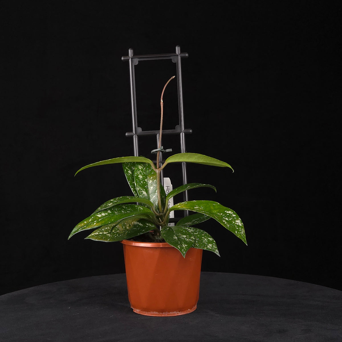 Hoya dasyantha - H152