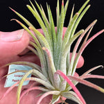 Tillandsia ionantha 'Peachy Pink'