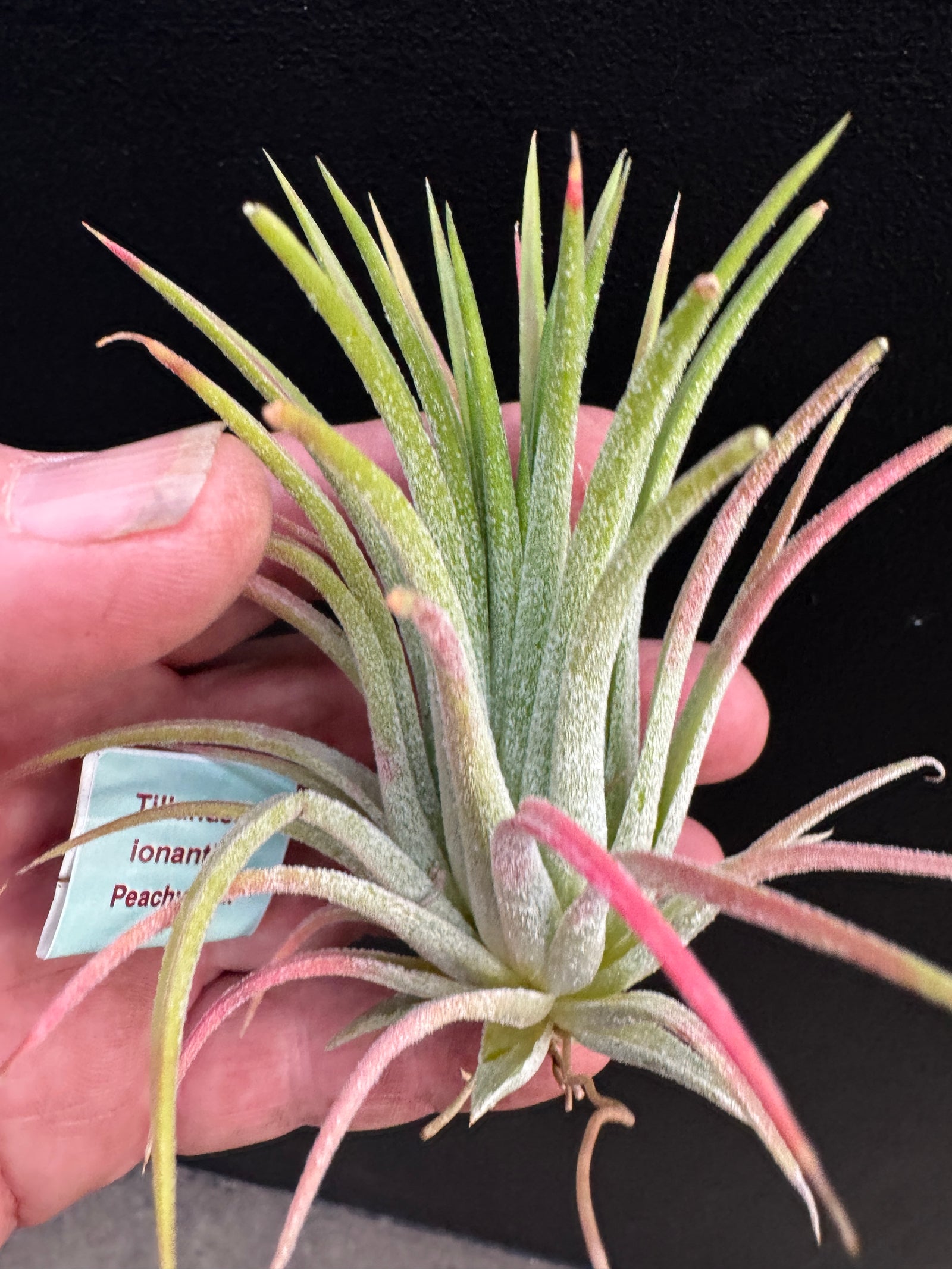 Tillandsia ionantha 'Peachy Pink'