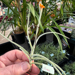 Tillandsia caliginosa x crocata