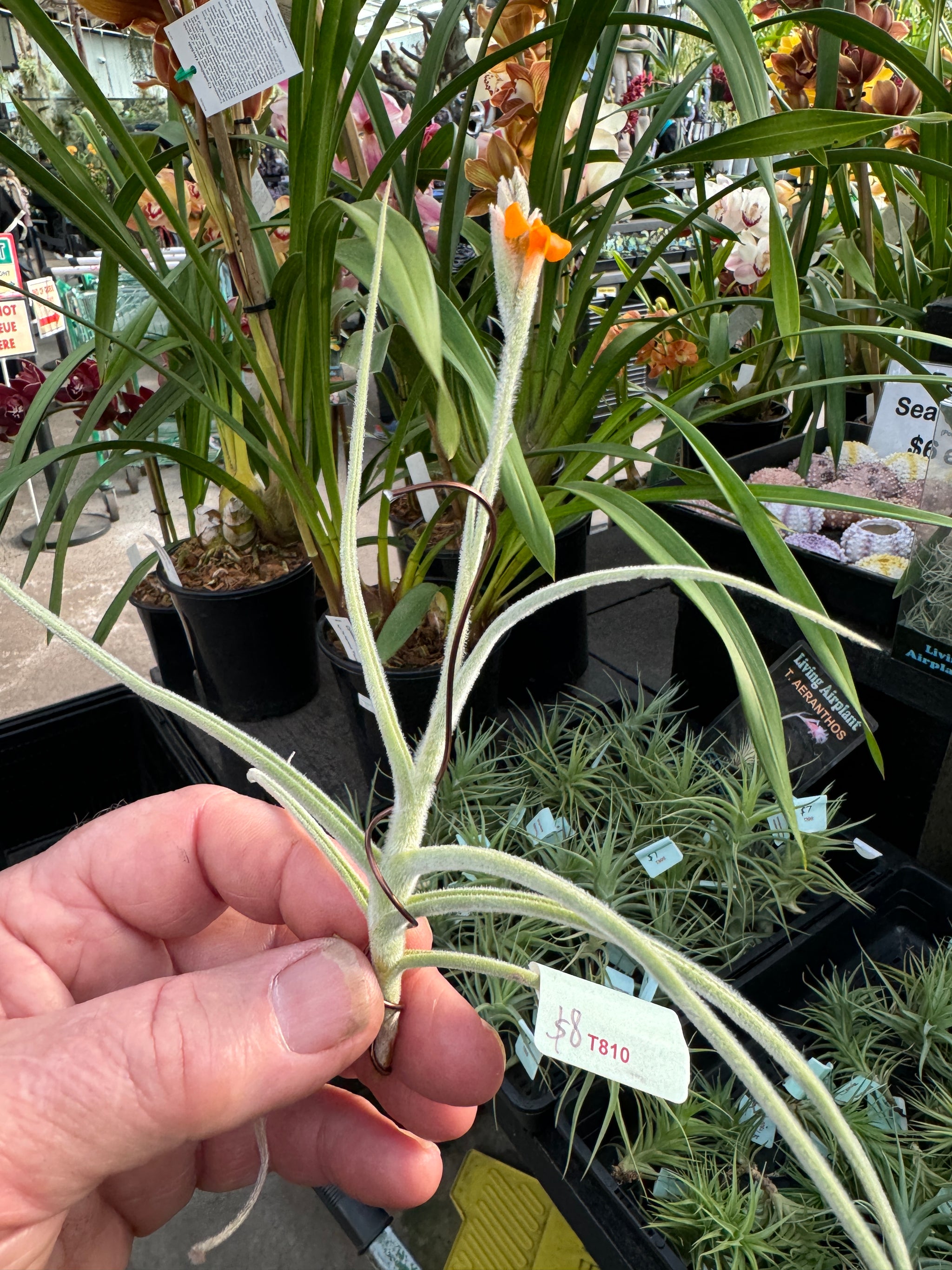 Tillandsia caliginosa x crocata