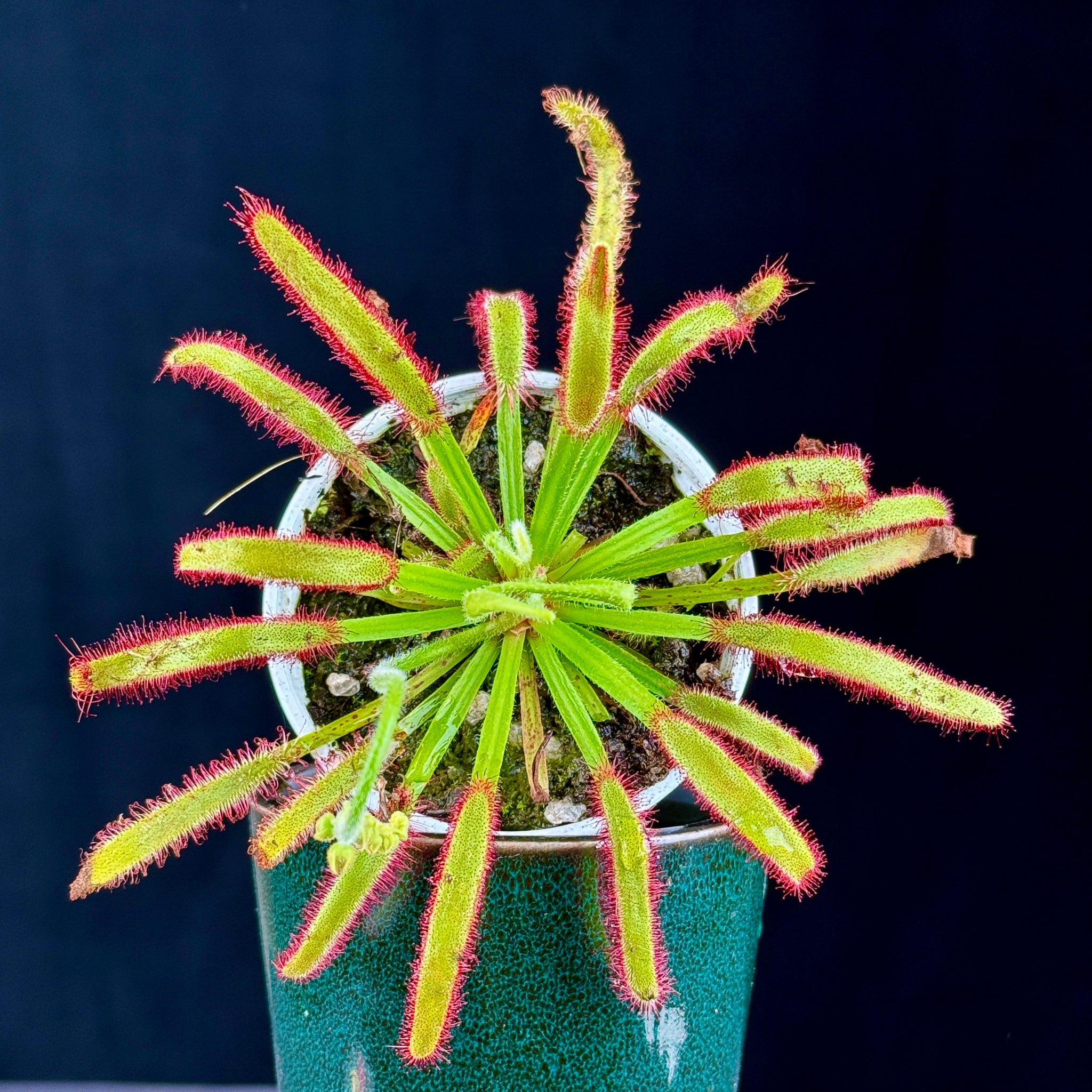 Drosera capensis (Broad Leaf)
