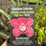 Cymbidium High Rise
