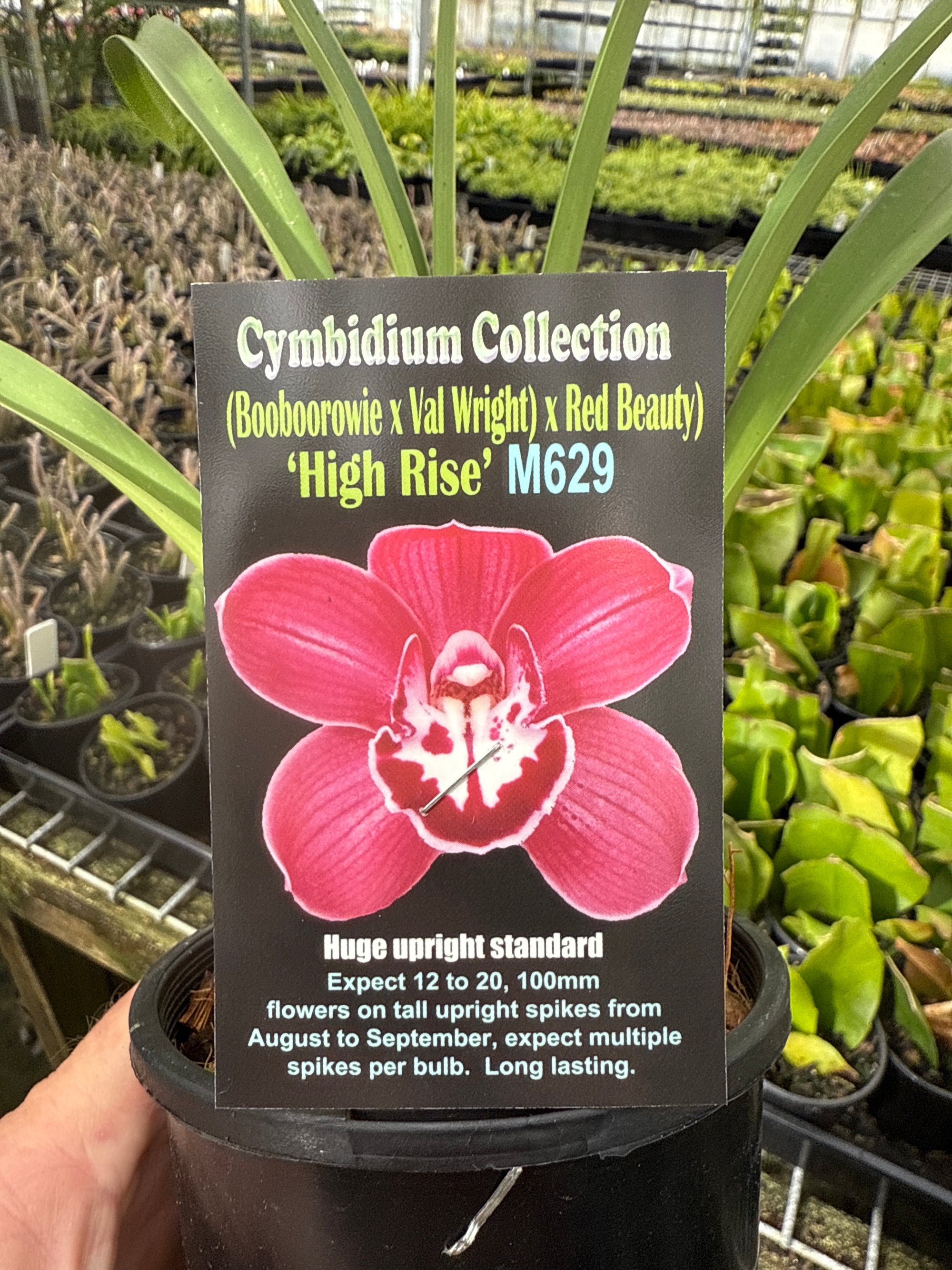 Cymbidium High Rise