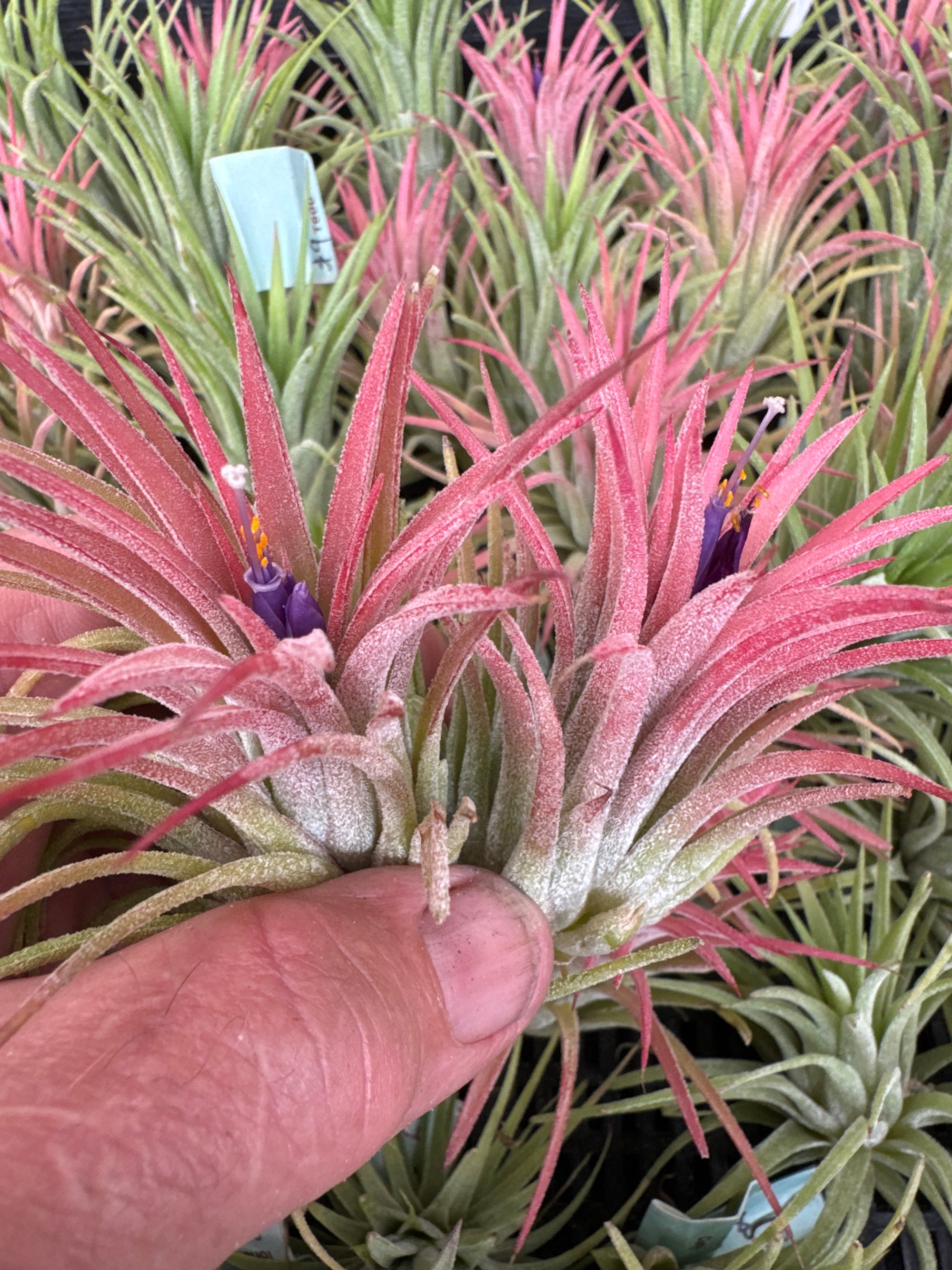 Tillandsia ionantha 'Curly' - The Curly Air Plant