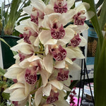 Cymbidium Mary Green 'Soft Spike'