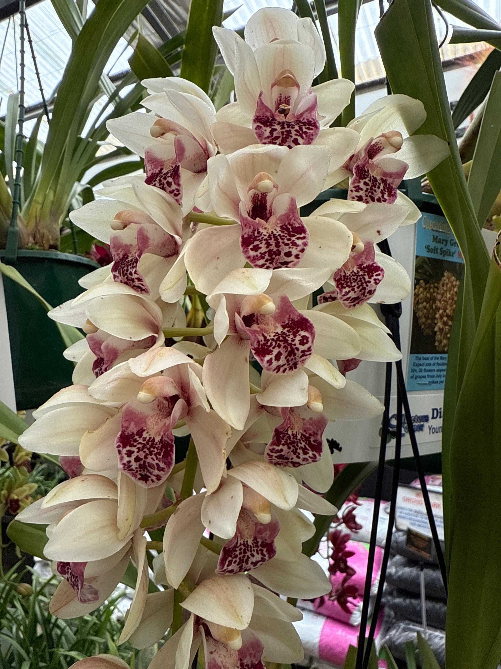 Cymbidium Mary Green 'Soft Spike'
