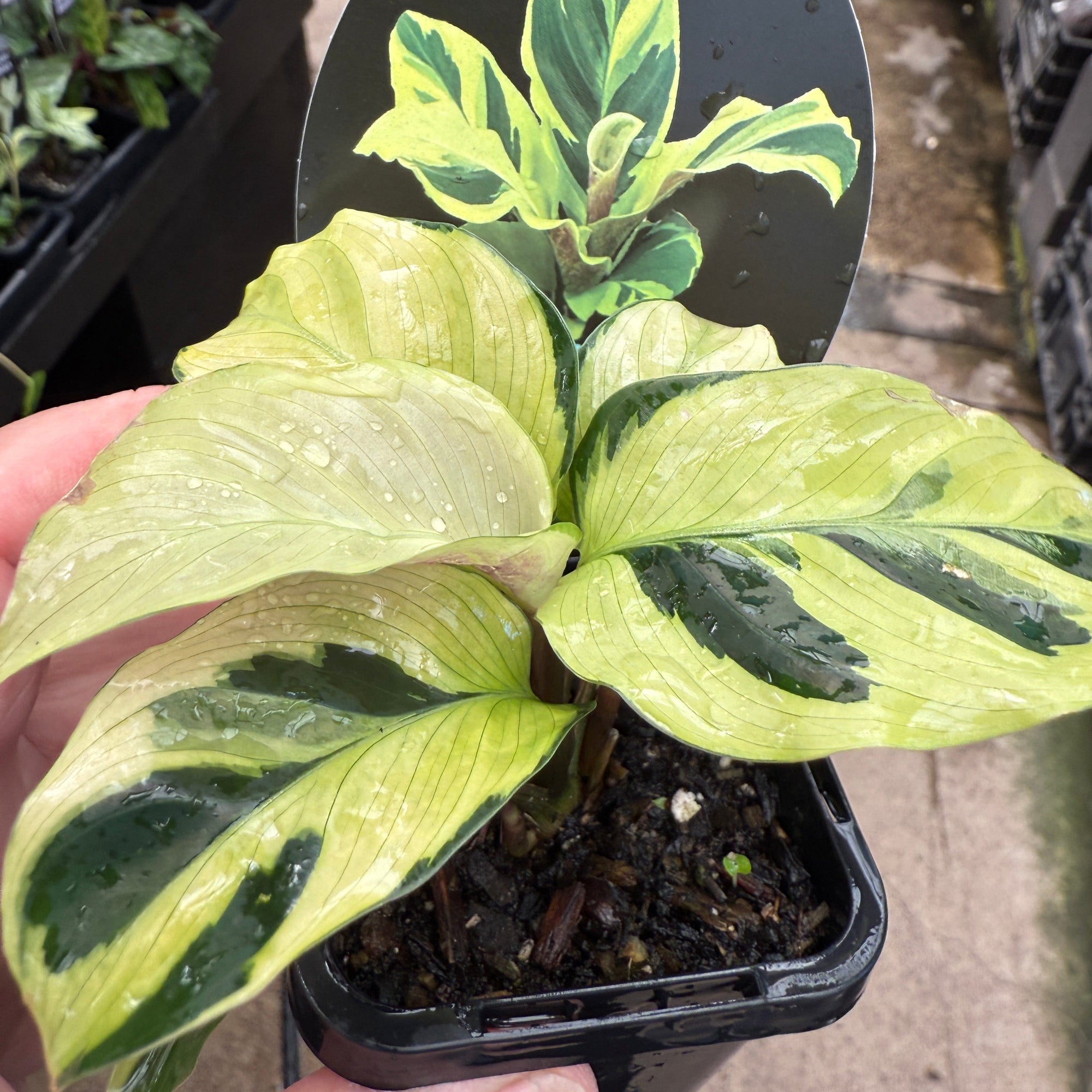 Calathea lietzei 'Yellow Fusion' (syn. Maranta)