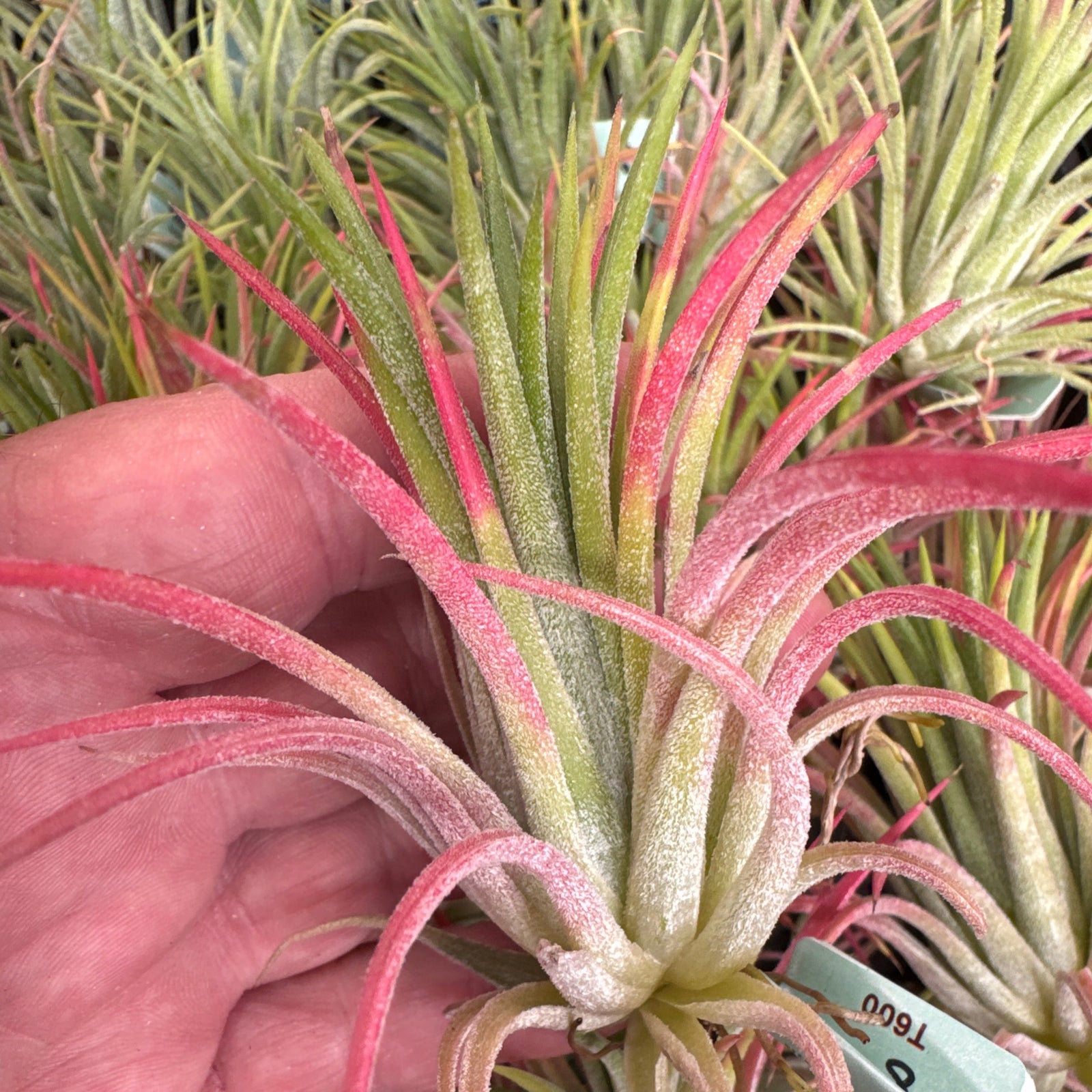 Tillandsia ionantha 'Peachy Pink'
