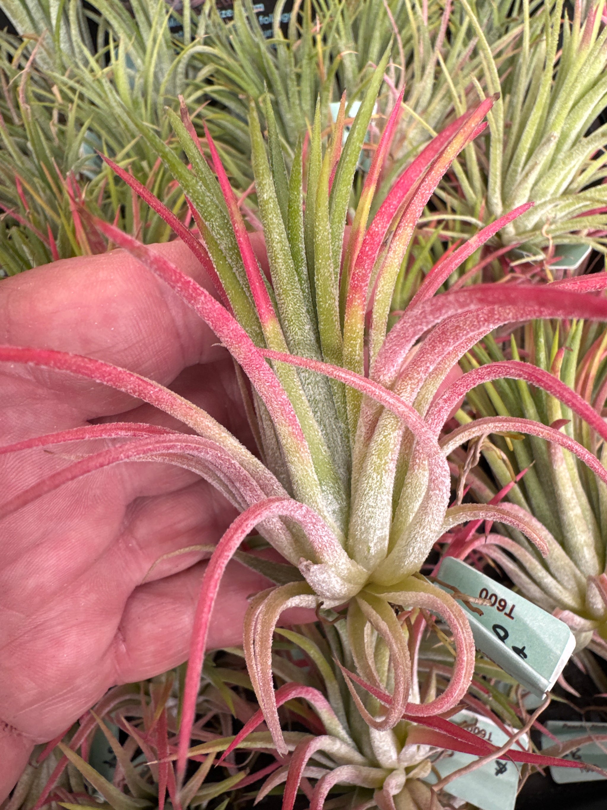 Tillandsia ionantha 'Peachy Pink' - The Blushing Air Plant