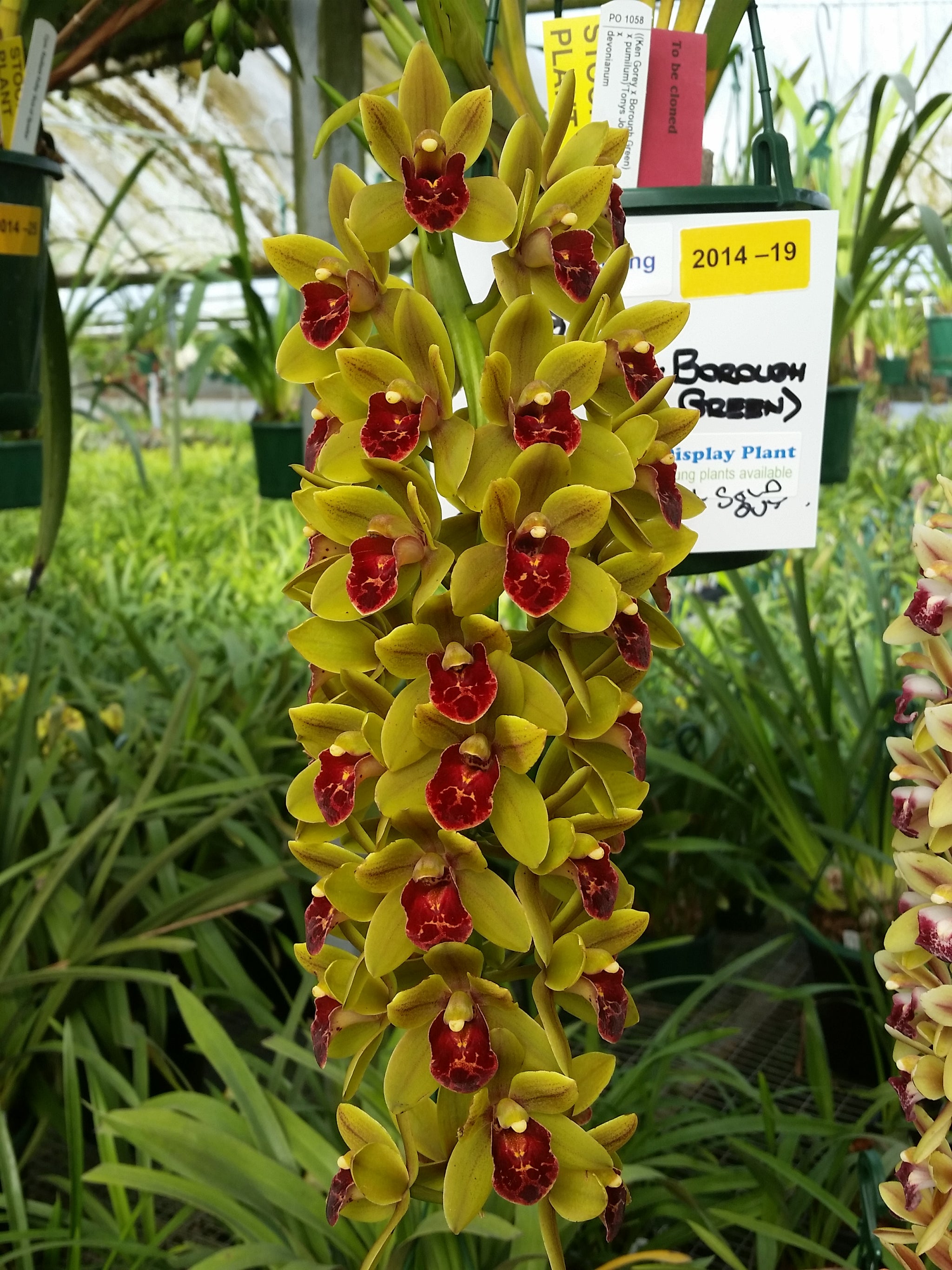 Cymbidium 'Green Machine' huge bulb and lead near flowering sized 66mm potted