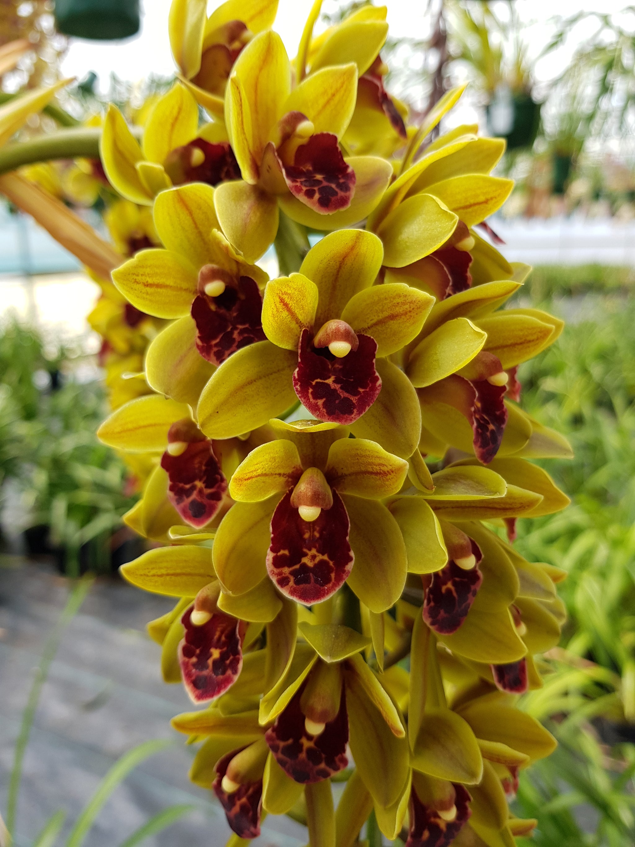 Cymbidium 'Green Machine' huge bulb and lead near flowering sized 66mm potted