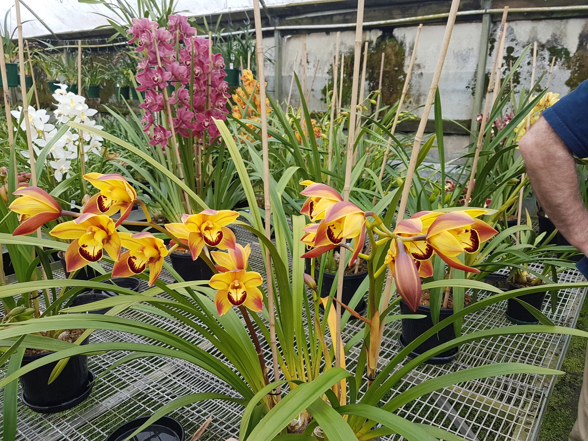 Cymbidium 'Golden Fantasy'