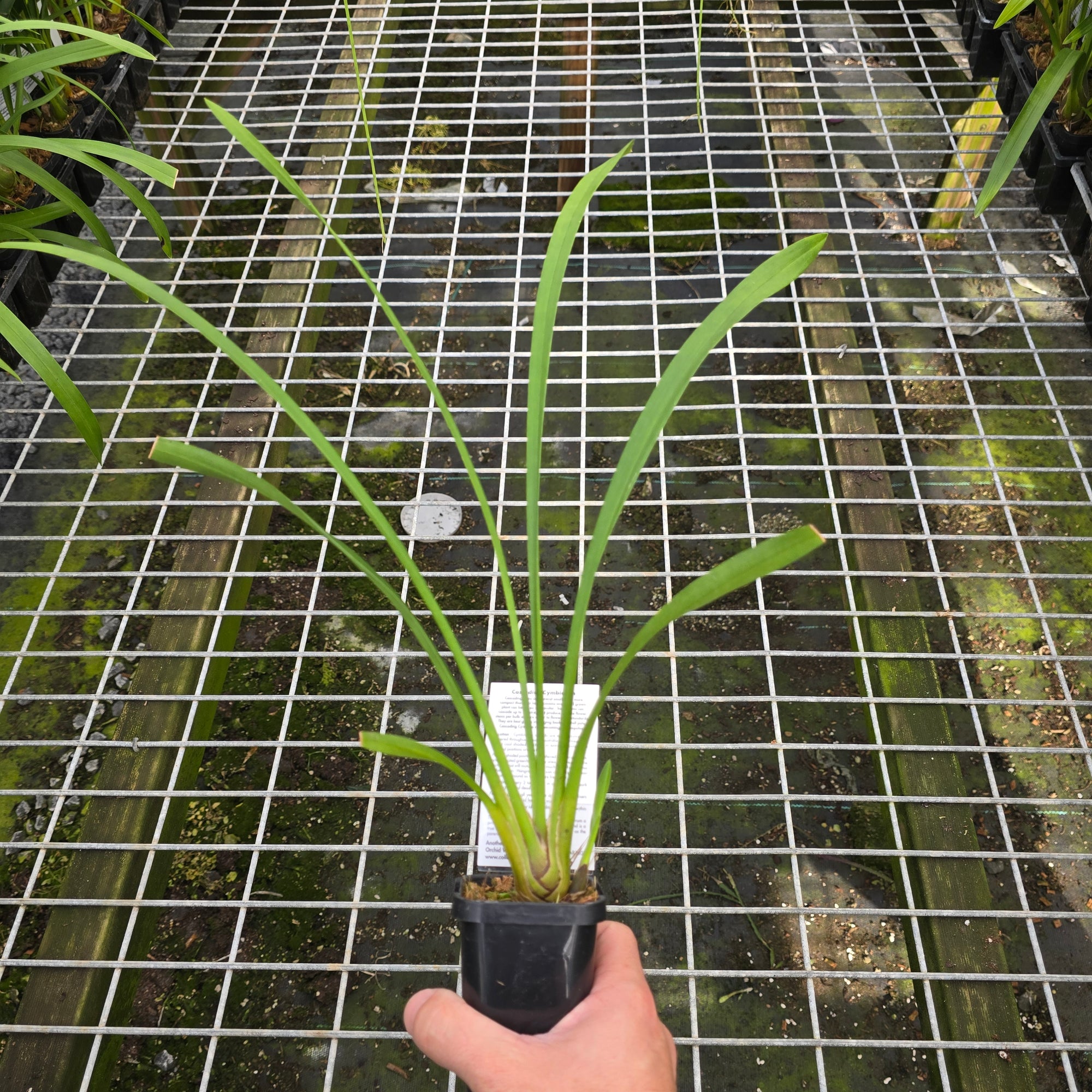 Cymbidium Mary Green 'Regency Street'