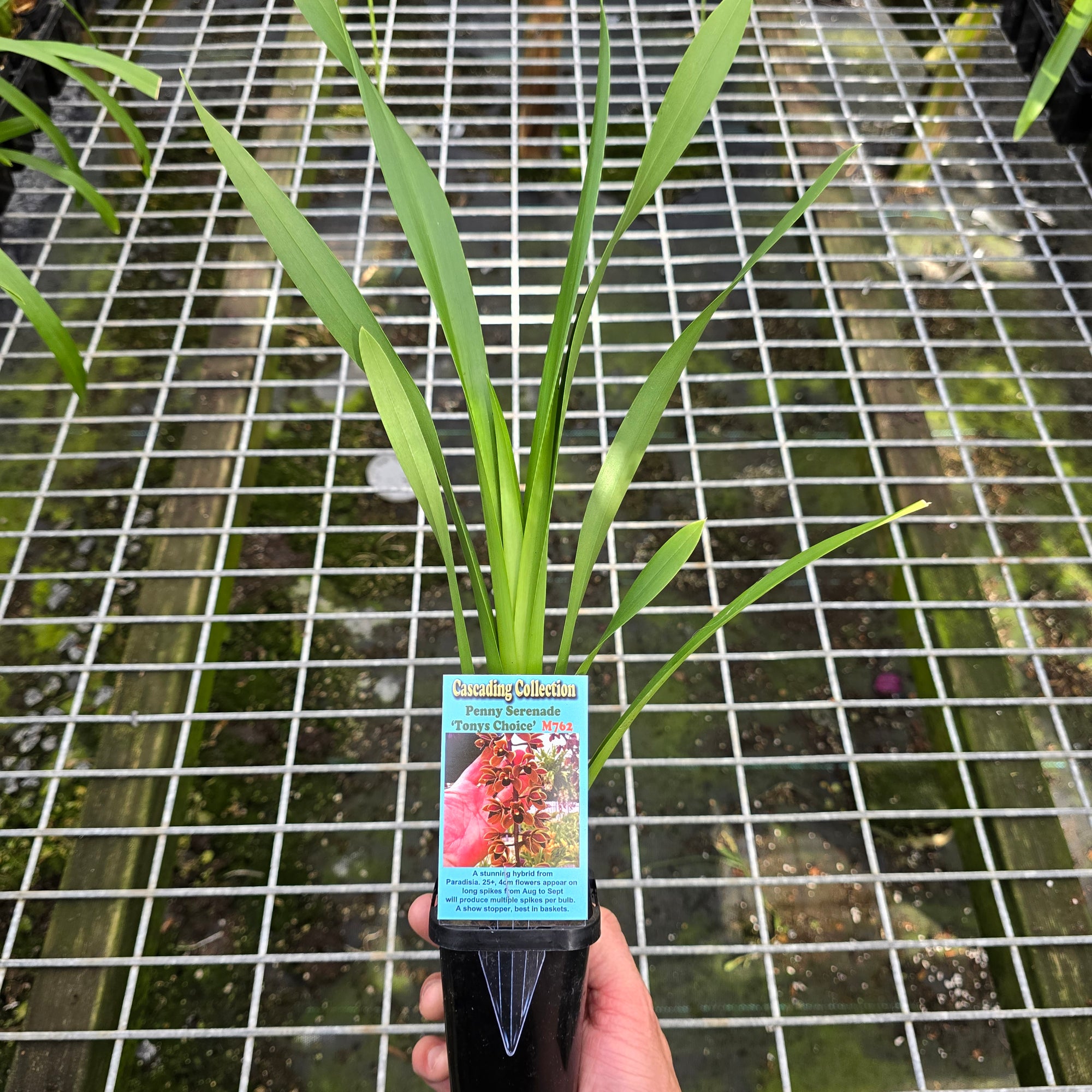 Cymbidium Penny Serenade 'Tony's Choice'