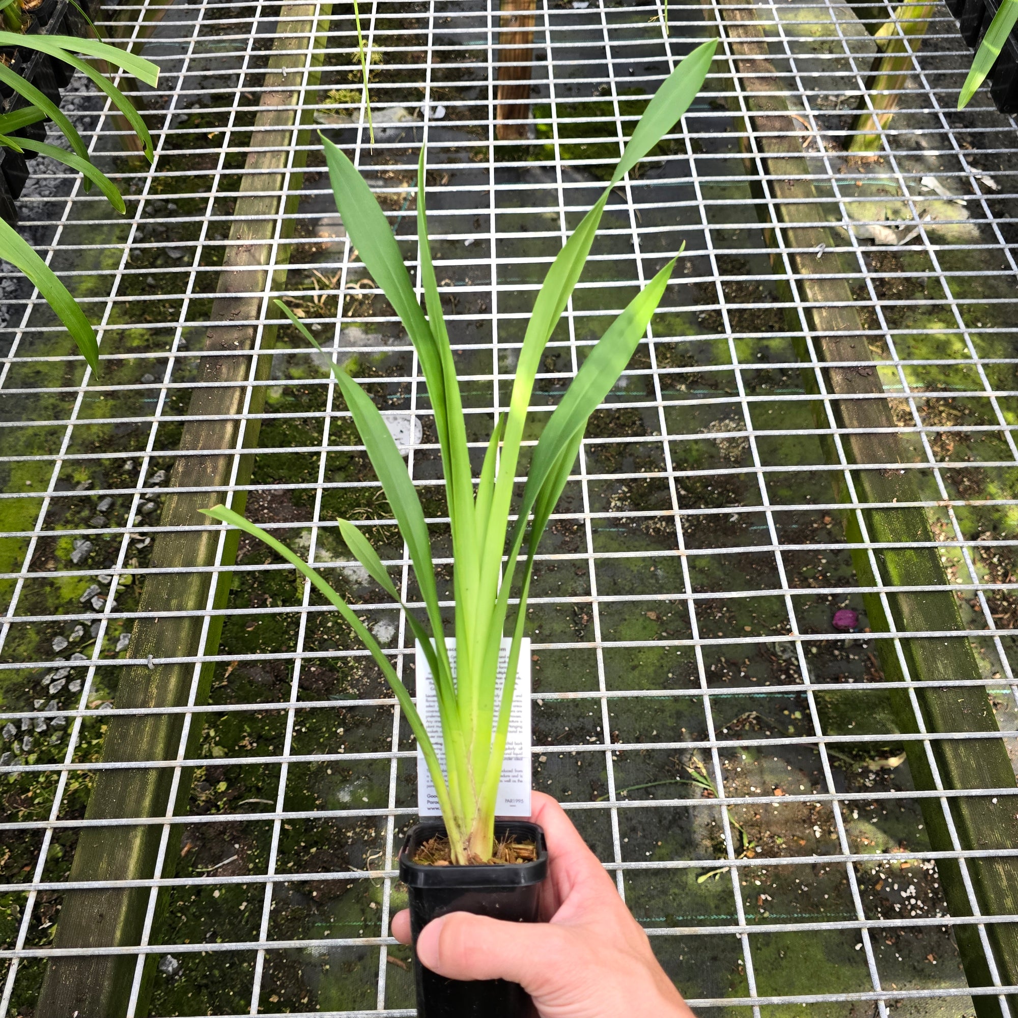 Cymbidium Penny Serenade 'Tony's Choice'