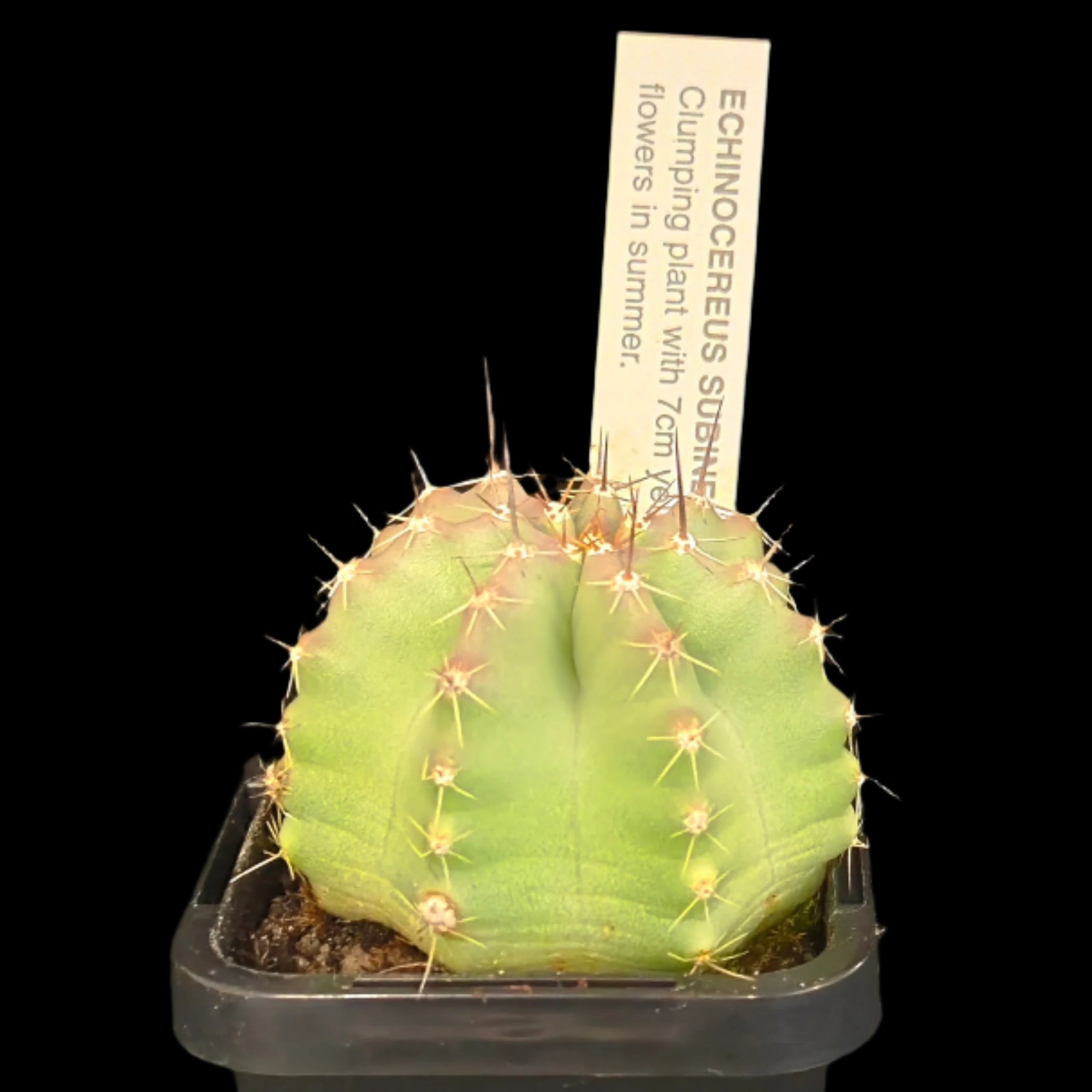 Echinocereus subinermis – Collectors Online