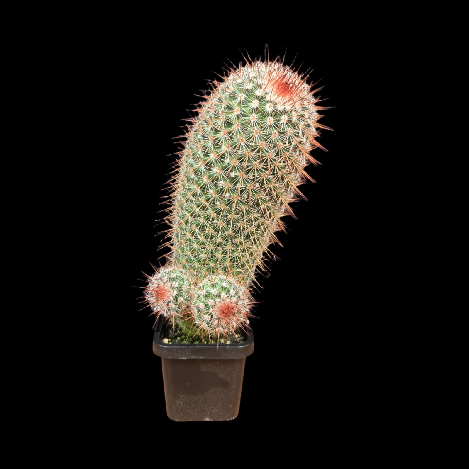 Mammillaria pringlei –  (WA Prohibited)