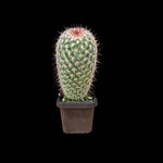 Mammillaria pringlei –  (WA Prohibited)