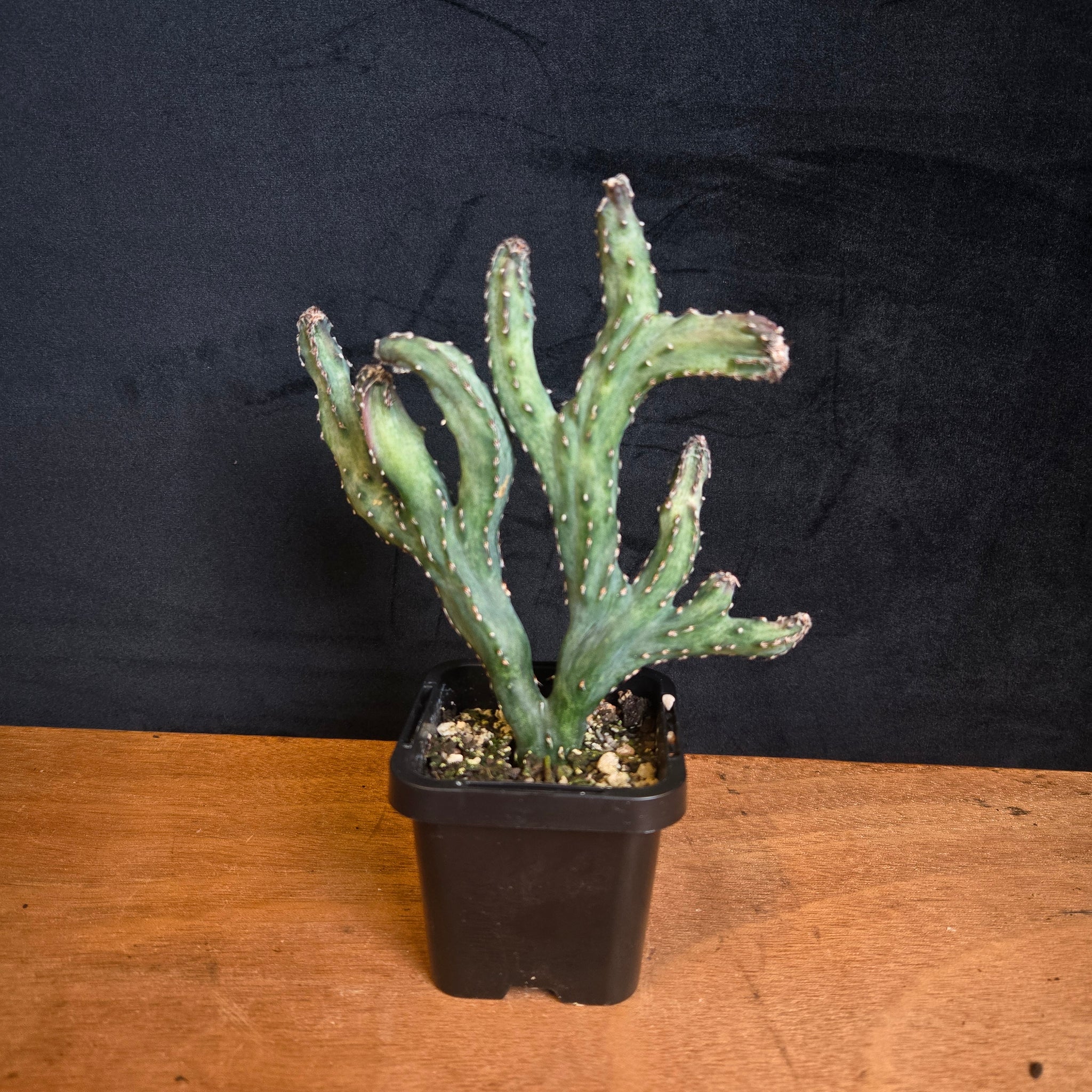 Cereus spegazzinii f. cristata