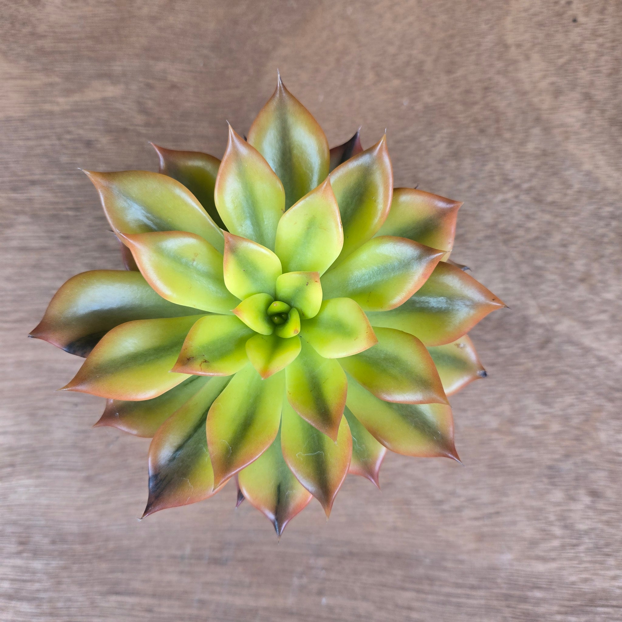 Echeveria 'Bess Bates' - Golden Girl Cultivar of Black Prince