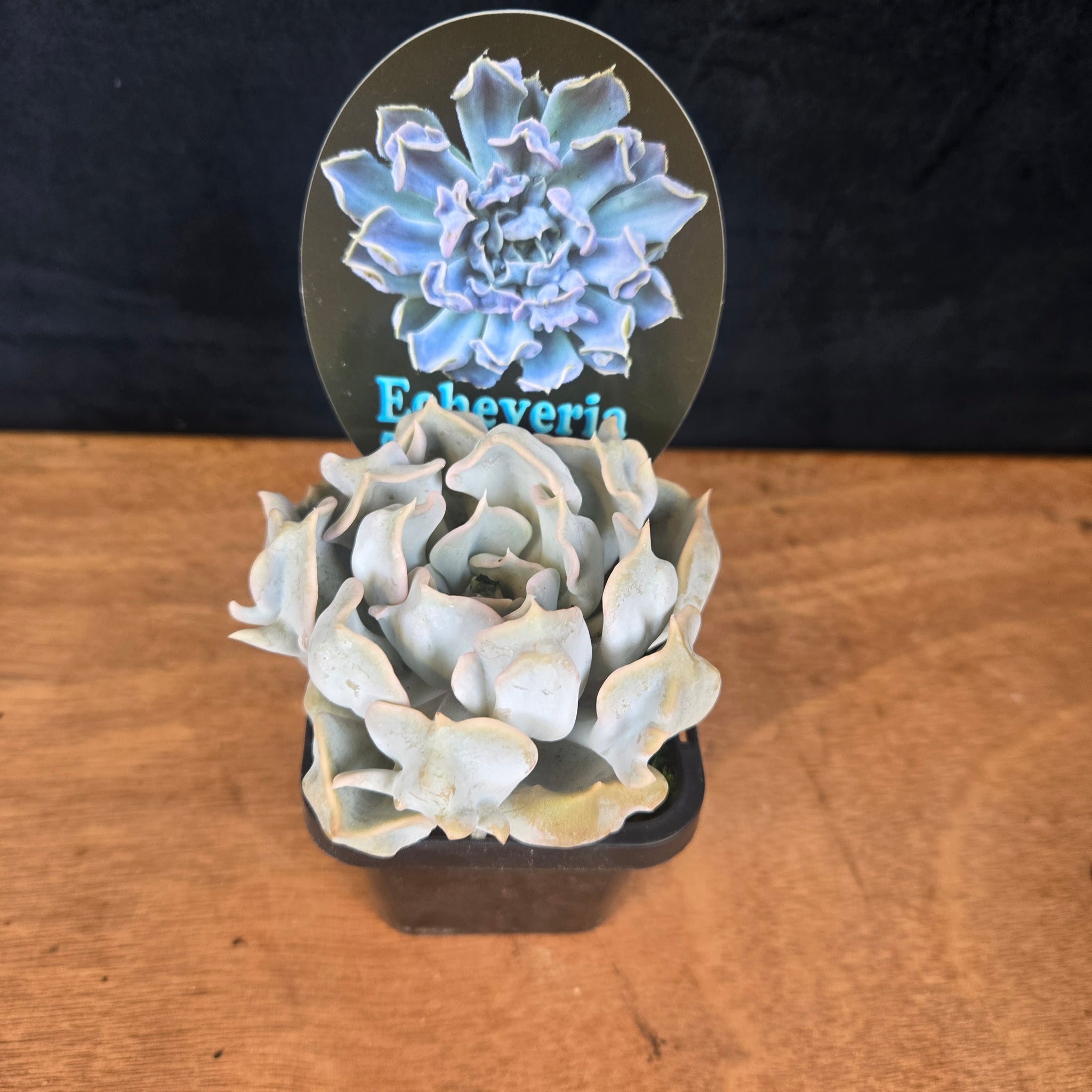 Echeveria 'Thriller Pearl'