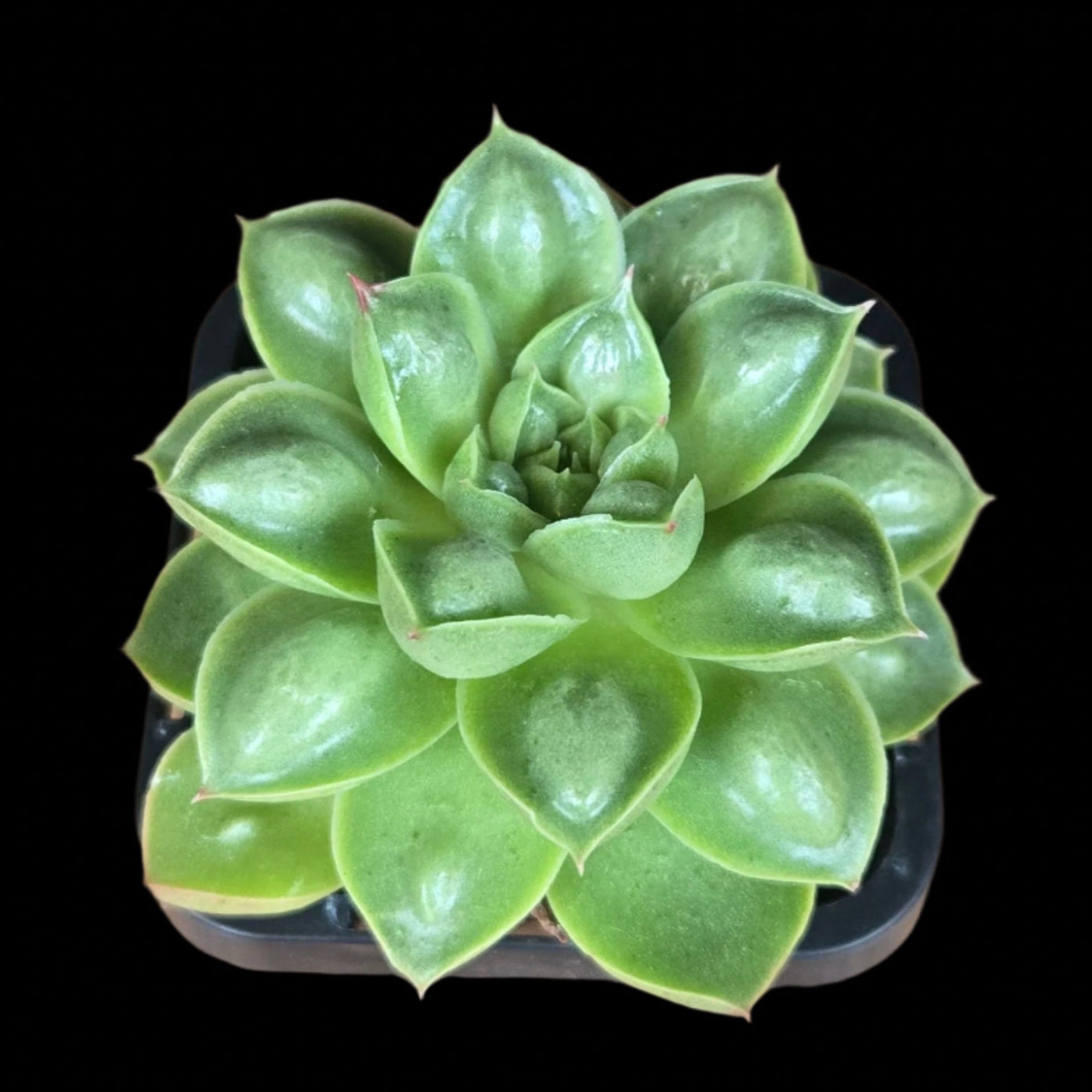 Echeveria 'Emerald Raindrops'