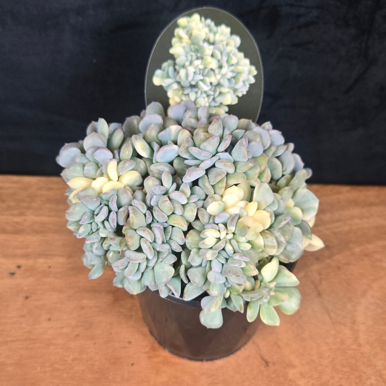 Echeveria 'Cubic Frost' - Variegated Crested Form