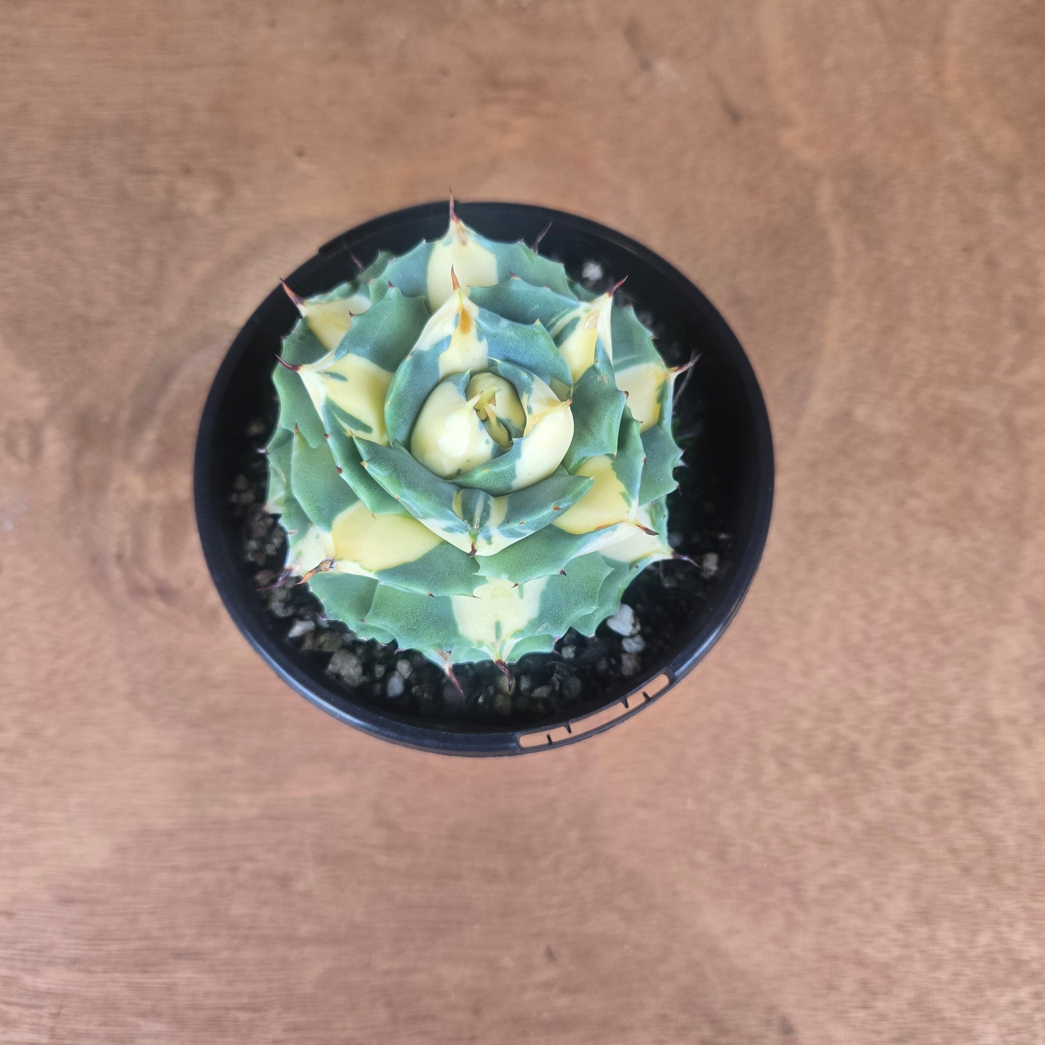 Agave isthmensis 'Ohi Raijin' Variegata