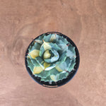 Agave isthmensis 'Ohi Raijin' Variegata
