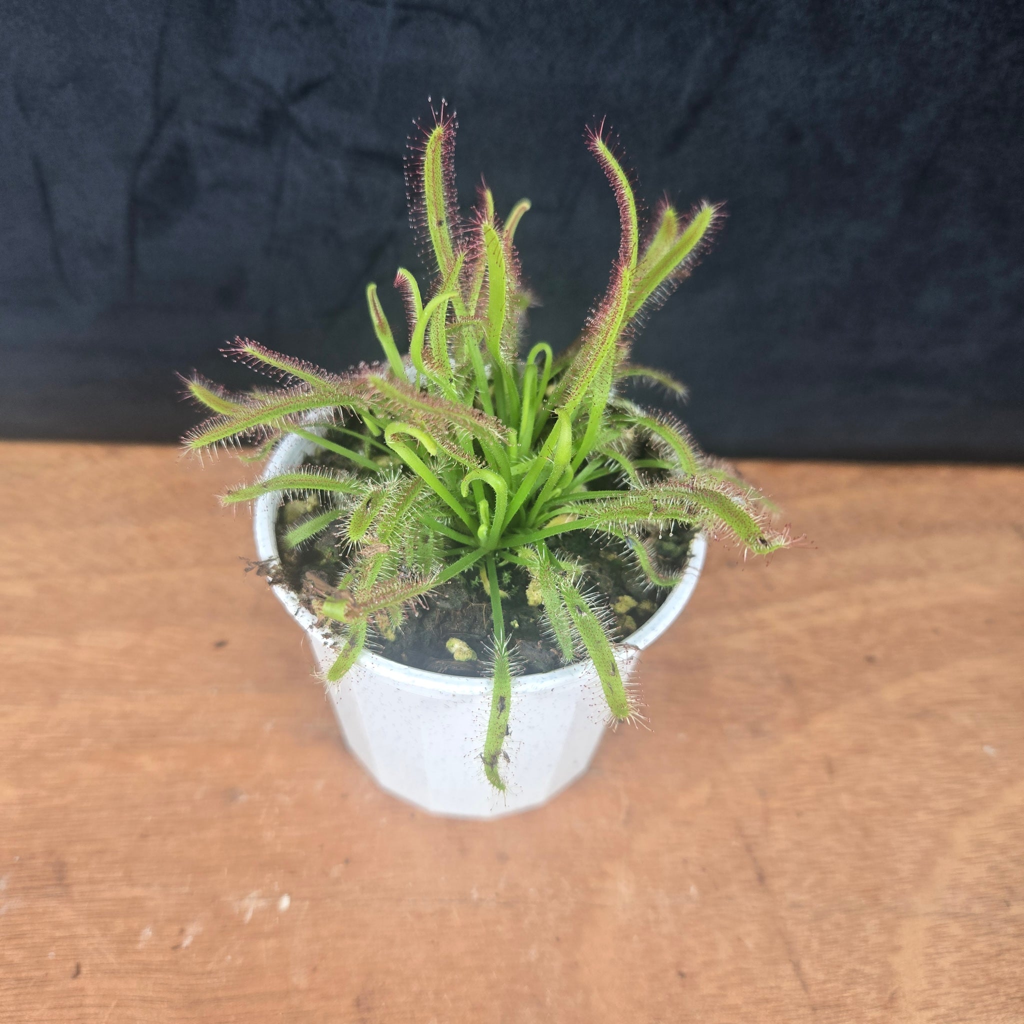 Drosera capensis