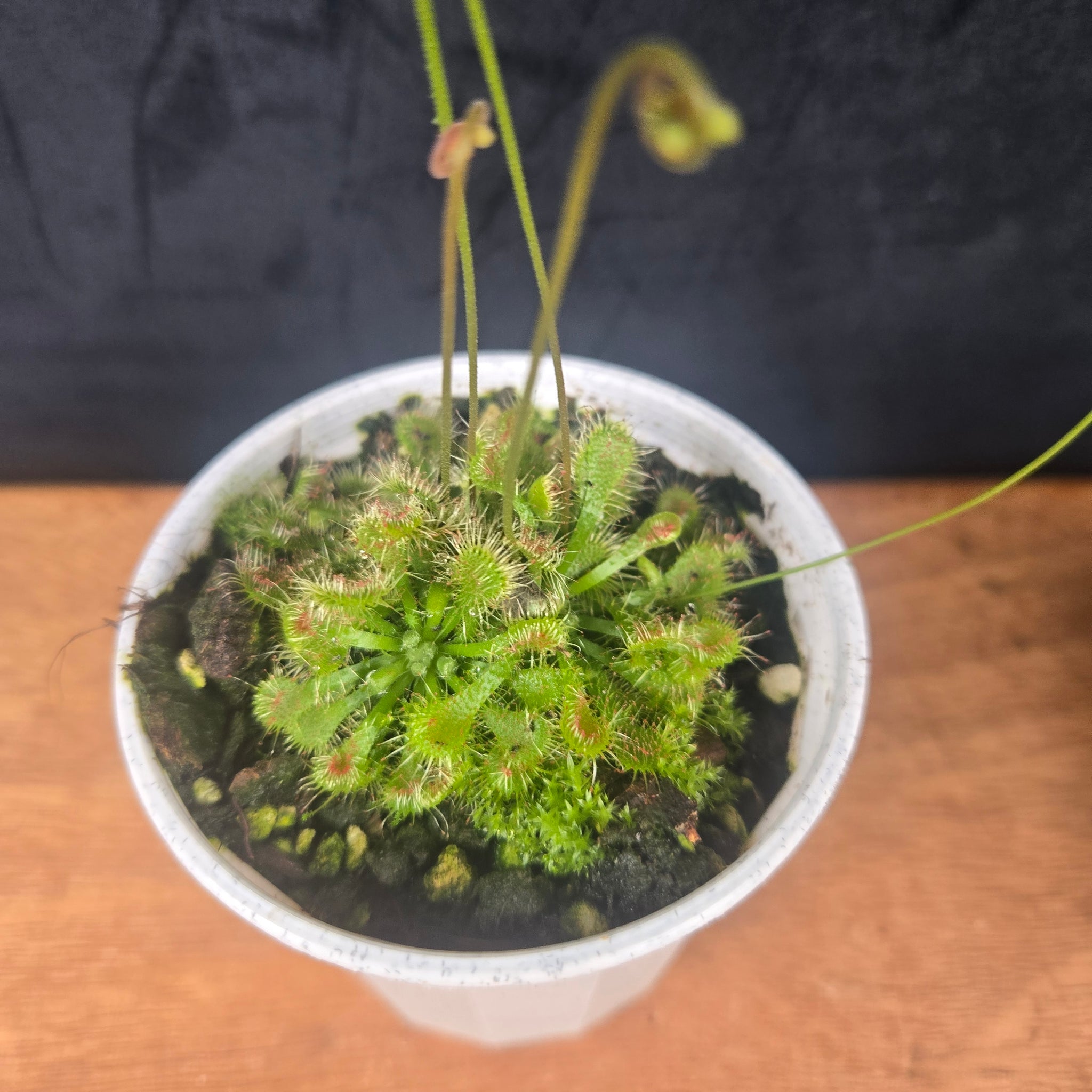 Drosera spatulata