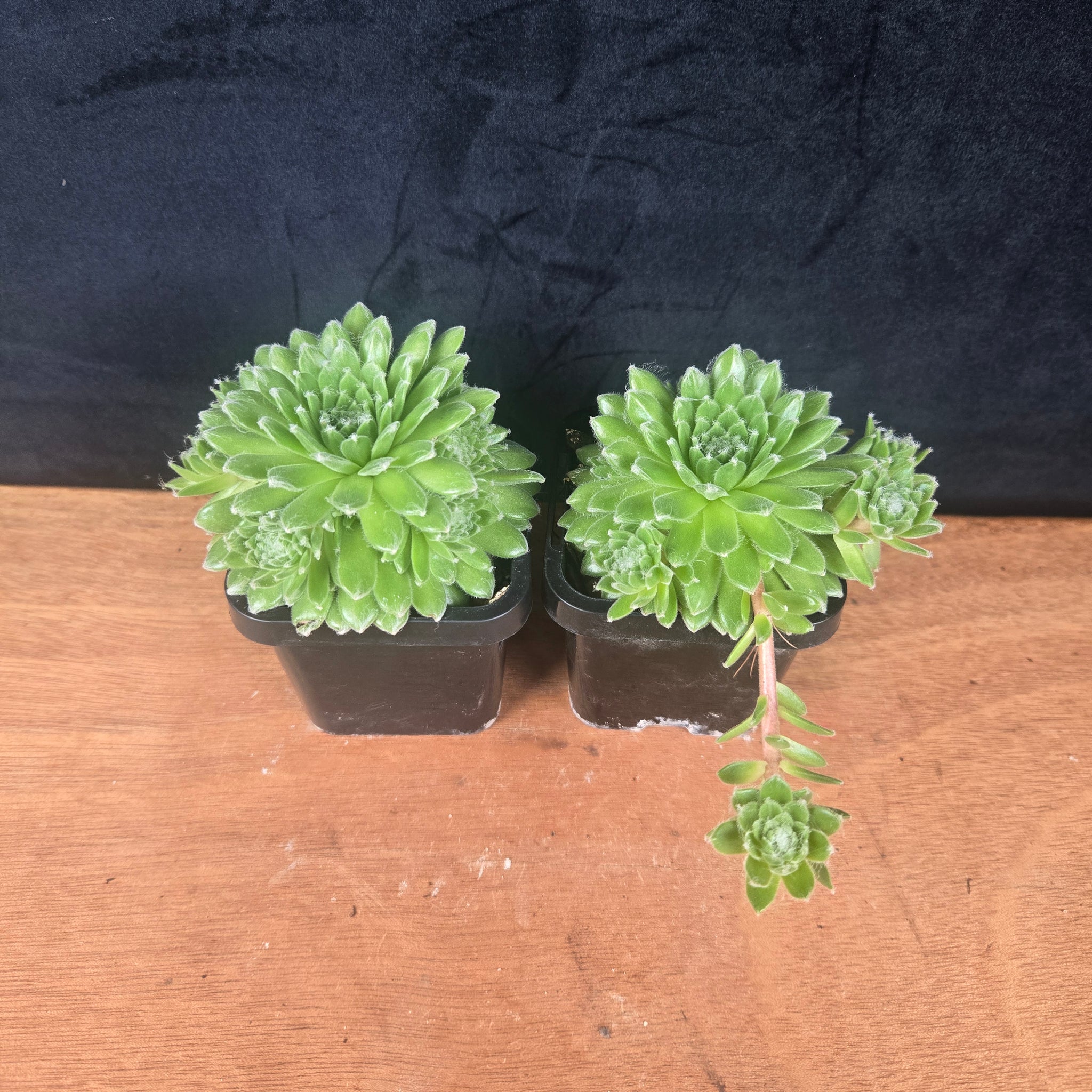 Sempervivum arachnoideum 'Tiny Tots'