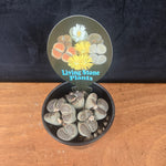Lithops Living Stone Cluster – Rare Collector’s Trio