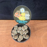 Lithops Living Stone Cluster - Rare Collector's Trio