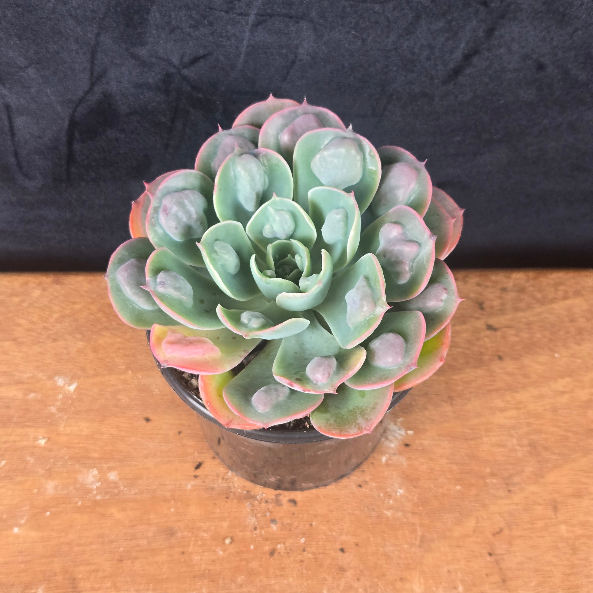 echeveria raindrops succulent Echeveria 'Raindrops' – Collectors Online